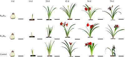 The red/blue light ratios from light-emitting diodes affect growth and flower quality of Hippeastrum hybridum ‘Red Lion’